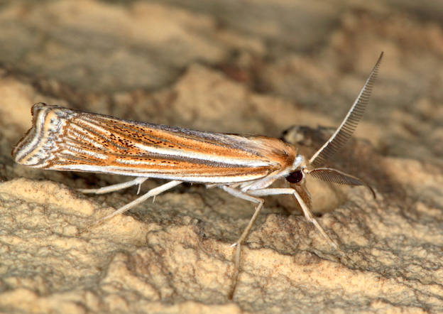 Crambidae -  Ancylolomia pectinatella
